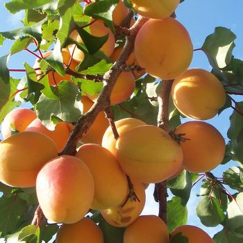 vesta-apricots-galley-10